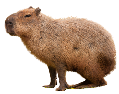 Friendly capybara during Capyhour at Nurtured by Nature Pauma Valley