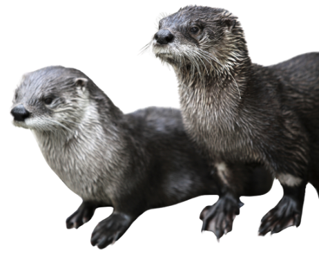 Asian Small-Clawed Otters at Nurtured by Nature sanctuary in Pauma Valley