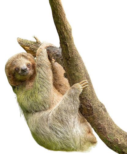Two-toed sloth encounter at Nurtured by Nature animal sanctuary
